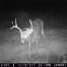 Hanke's Hunts Kansas Game Camera Photo