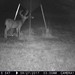 Hanke's Hunts Kansas Game Camera Photo