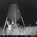 Hanke's Hunts Kansas Game Camera Photo