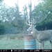 Hanke's Hunts Kansas Game Camera Photo