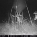 Hanke's Hunts Kansas Game Camera Photo
