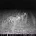 Hanke's Hunts Kansas Game Camera Photo