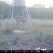 Hanke's Hunts Kansas Game Camera Photo