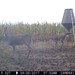 Hanke's Hunts Kansas Game Camera Photo