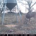 Hanke's Hunts Kansas Game Camera Photo