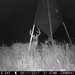 Hanke's Hunts Kansas Game Camera Photo