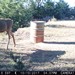 Hanke's Hunts Kansas Game Camera Photo