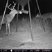 Hanke's Hunts Kansas Game Camera Photo