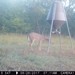 Hanke's Hunts Kansas Game Camera Photo