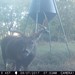 Hanke's Hunts Kansas Game Camera Photo