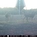 Hanke's Hunts Kansas Game Camera Photo