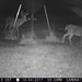 Hanke's Hunts Kansas Game Camera Photo