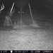 Hanke's Hunts Kansas Game Camera Photo