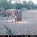 Hanke's Hunts Kansas Game Camera Photo