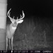 Hanke's Hunts Kansas Game Camera Photo