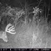 Hanke's Hunts Kansas Game Camera Photo