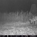 Hanke's Hunts Kansas Game Camera Photo