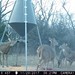 Hanke's Hunts Kansas Game Camera Photo