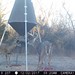 Hanke's Hunts Kansas Game Camera Photo