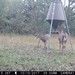 Hanke's Hunts Kansas Game Camera Photo