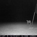 Hanke's Hunts Kansas Game Camera Photo