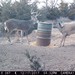 Hanke's Hunts Kansas Game Camera Photo