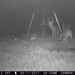 Hanke's Hunts Kansas Game Camera Photo