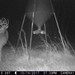 Hanke's Hunts Kansas Game Camera Photo