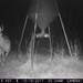 Hanke's Hunts Kansas Game Camera Photo