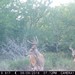 Hanke's Hunts Kansas Game Camera Photo