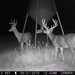 Hanke's Hunts Kansas Game Camera Photo