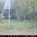 Hanke's Hunts Kansas Game Camera Photo