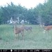 Hanke's Hunts Kansas Game Camera Photo