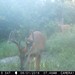 Hanke's Hunts Kansas Game Camera Photo