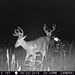 Hanke's Hunts Kansas Game Camera Photo