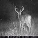 Hanke's Hunts Kansas Game Camera Photo
