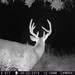 Hanke's Hunts Kansas Game Camera Photo