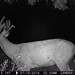 Hanke's Hunts Kansas Game Camera Photo