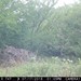 Hanke's Hunts Kansas Game Camera Photo