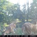 Hanke's Hunts Kansas Game Camera Photo