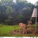 Hanke's Hunts Kansas Game Camera Photo