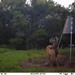 Hanke's Hunts Kansas Game Camera Photo