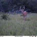 Hanke's Hunts Kansas Game Camera Photo