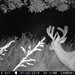 Hanke's Hunts Kansas Game Camera Photo