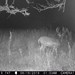 Hanke's Hunts Kansas Game Camera Photo