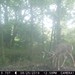 Hanke's Hunts Kansas Game Camera Photo