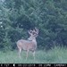 Hanke's Hunts Kansas Game Camera Photo