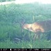 Hanke's Hunts Kansas Game Camera Photo