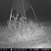Hanke's Hunts Kansas Game Camera Photo