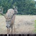 Hanke's Hunts Kansas Game Camera Photo